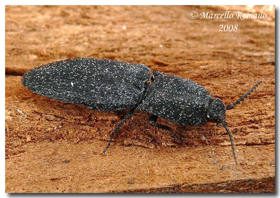 Lacon punctatus (Elateridae) sotto la corteccia di un pino